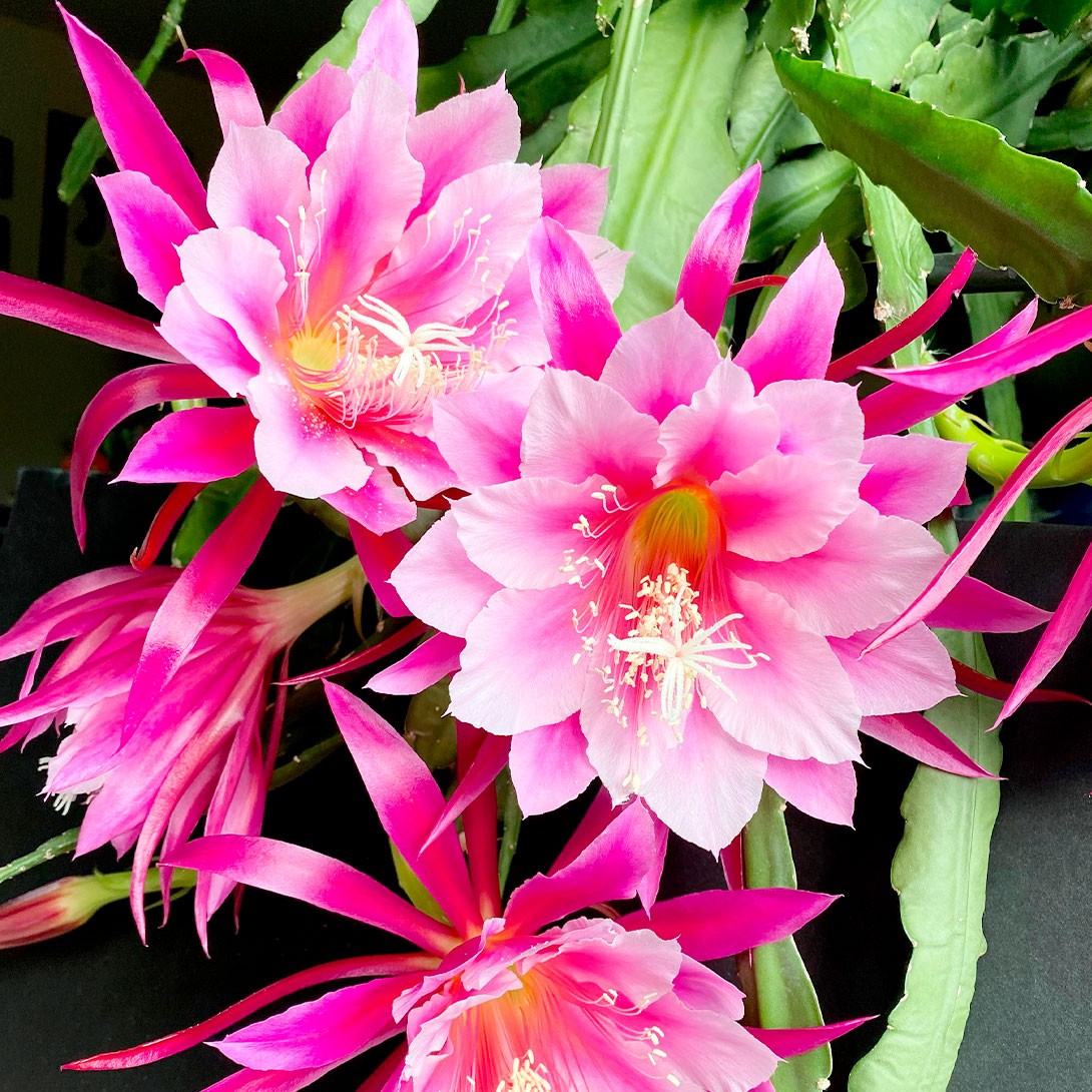 花苗 孔雀サボテン 藤娘 2株