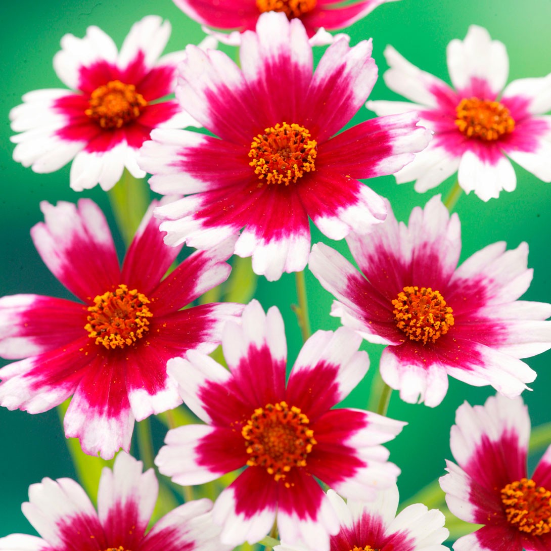 花苗 コレオプシス グレースフルドリーム 2株