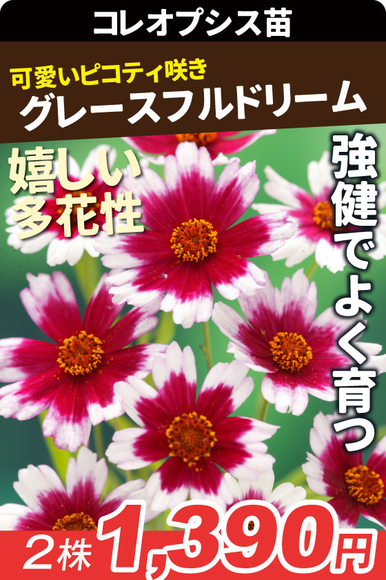 花苗 コレオプシス グレースフルドリーム