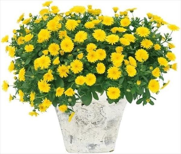 花苗 カレンデュラ パワーデイジーPVP 2株