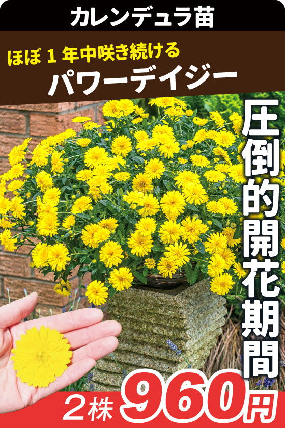 花苗 カレンデュラ パワーデイジー
