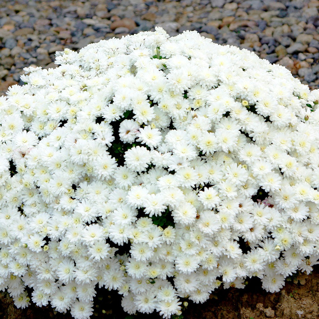 花苗 デンドランセマ フロスティーイグロー 2株