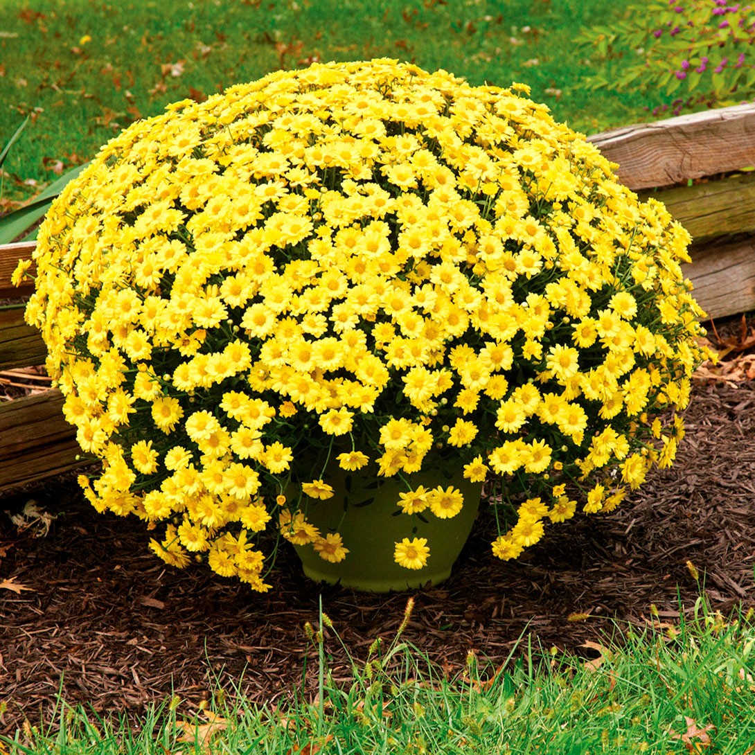 花苗 デンドランセマ シーズニングイグロー 2株