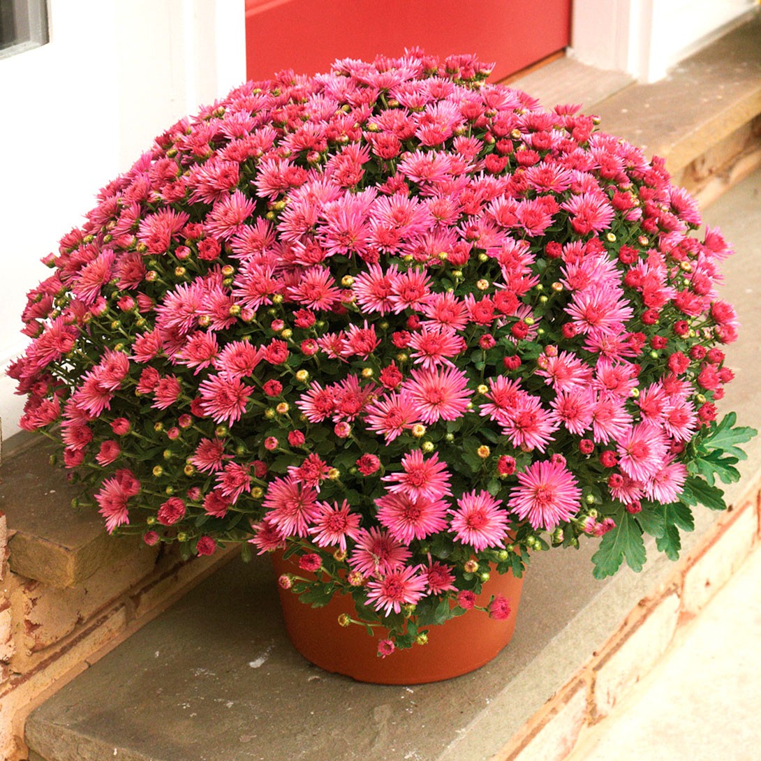 花苗 デンドランセマ ファイヤーウォークスイグロー 2株