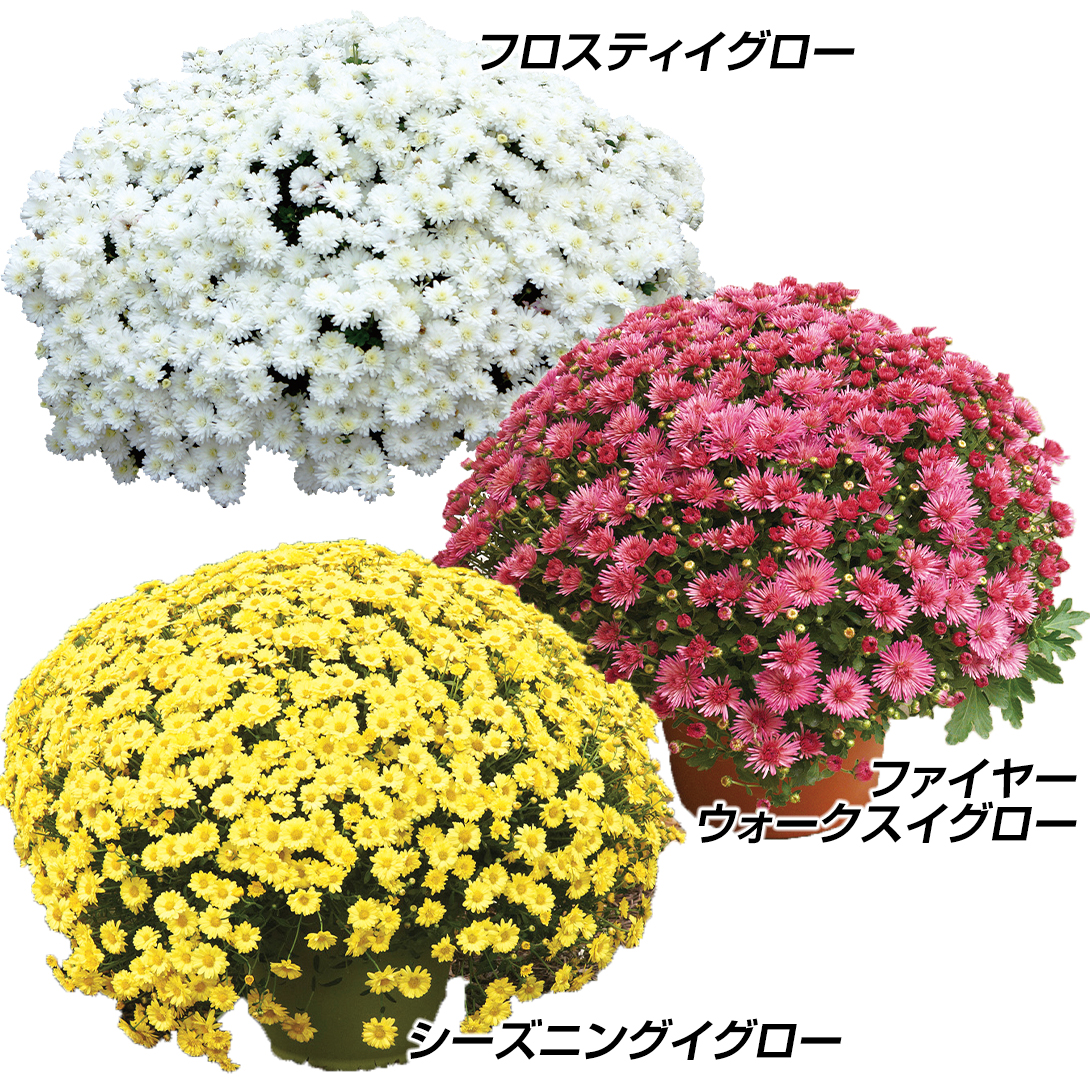 花苗 デンドランセマセット 3種3株