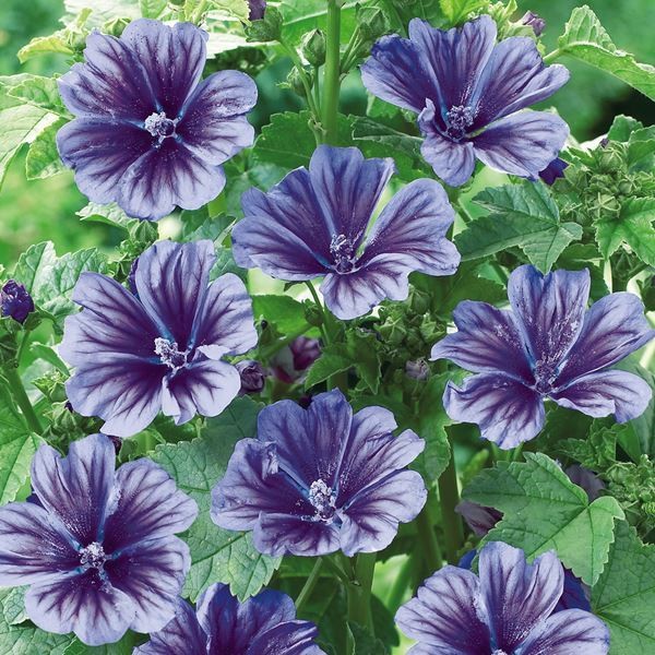 花苗 マロウ ブルーフォンテン 1株