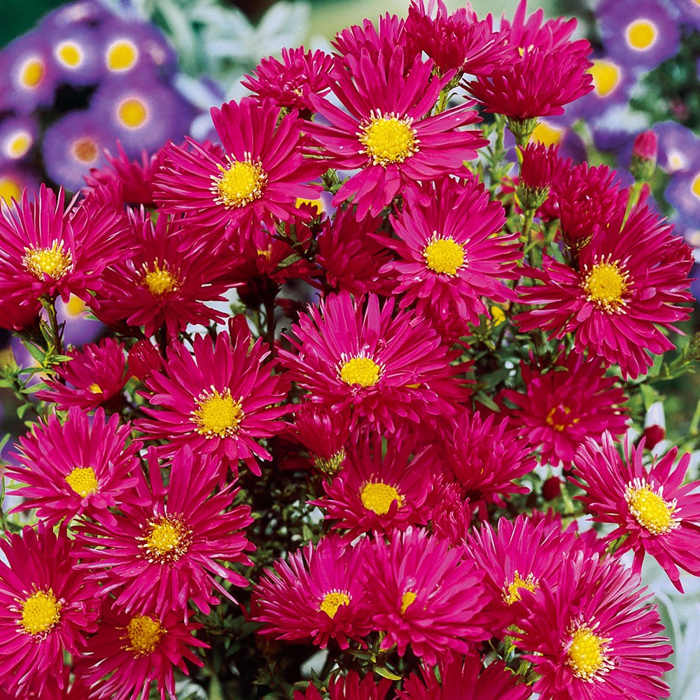 花苗 孔雀アスター クリムゾンブロケード 3株