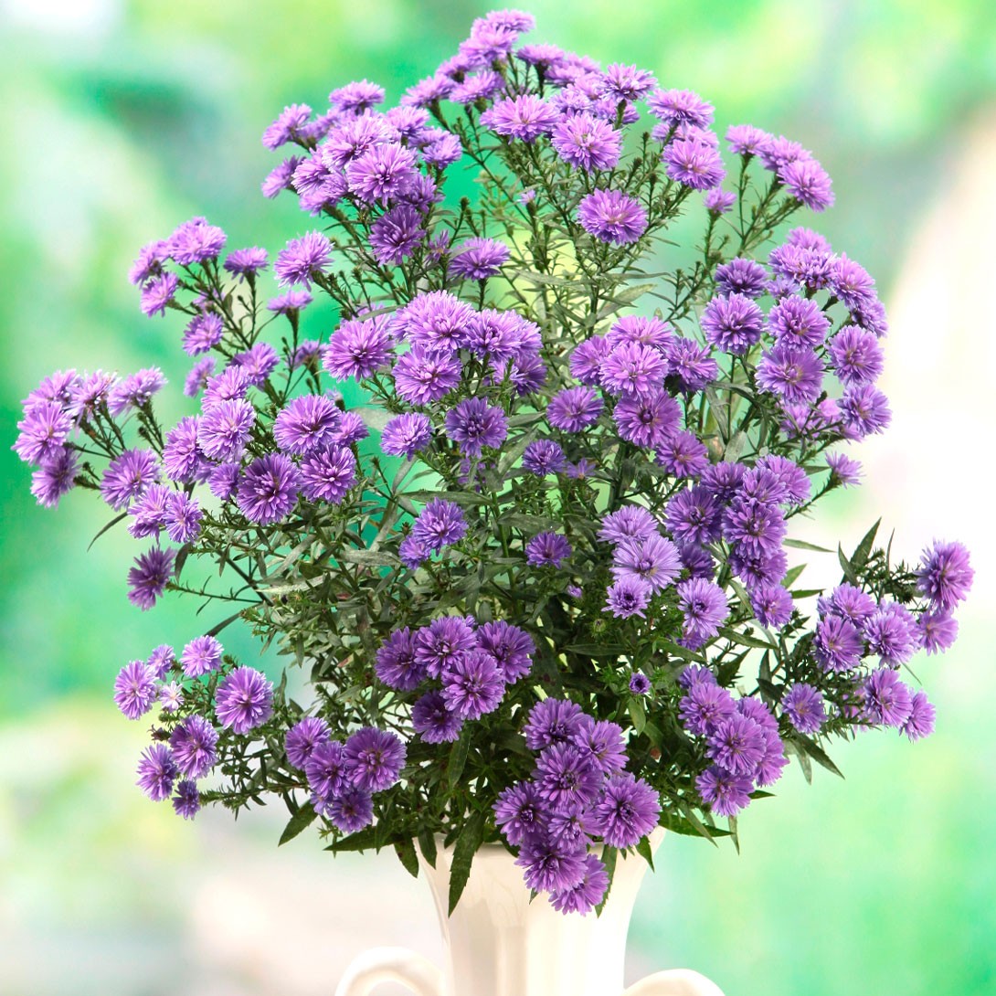 花苗 孔雀アスター 八重瑠璃紫 3株