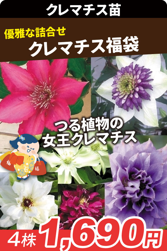 花苗 クレマチス福袋