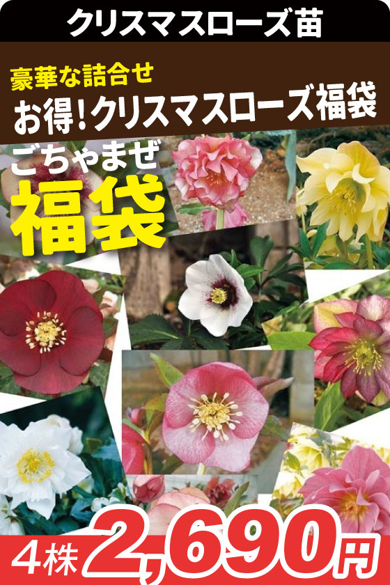 花苗 クリスマスローズ福袋