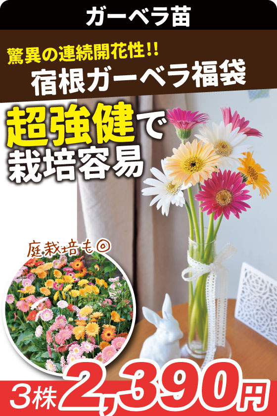 花苗 宿根カーベラ福袋
