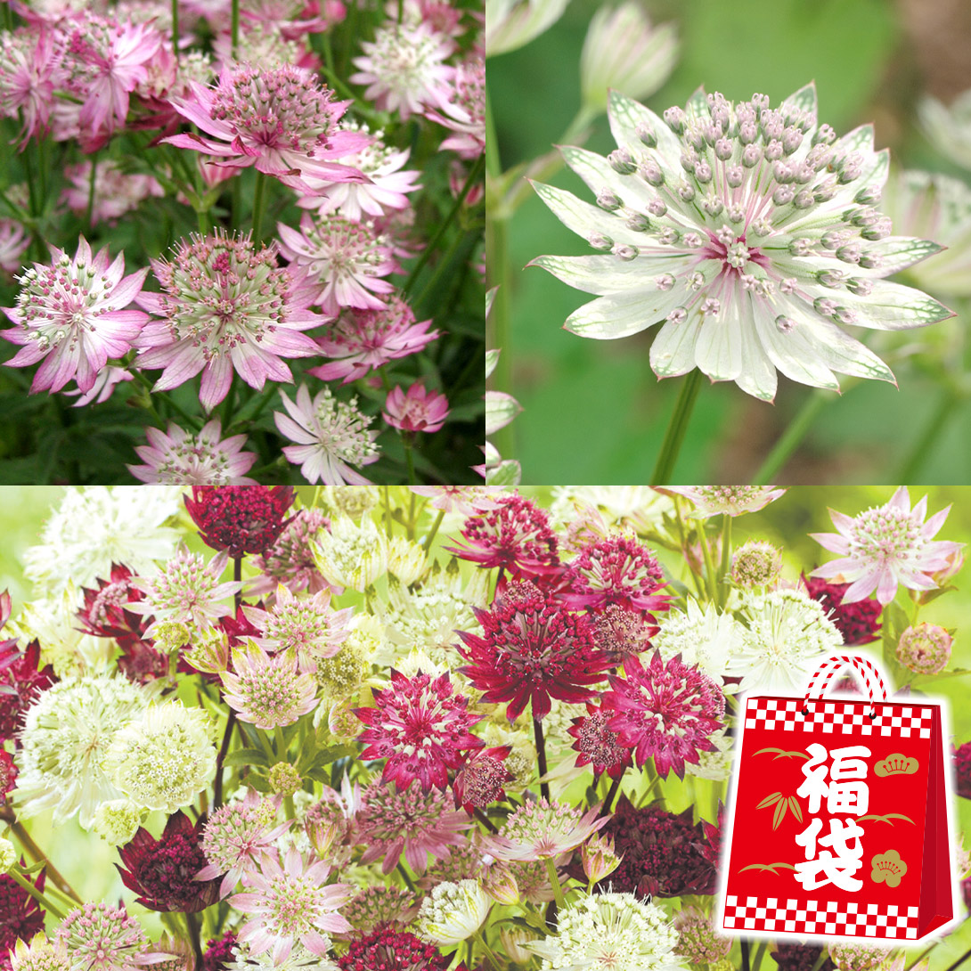 花苗 アストランティア福袋(品種見計らい・名称付き) 4株