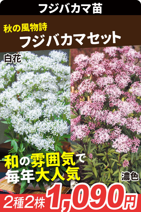 花苗 フジバカマセット