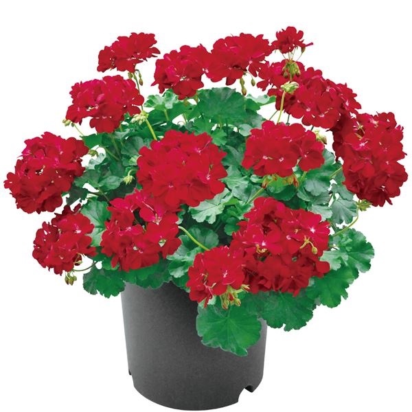 花苗 スーパーゼラニューム チャンピオン レッドPVP 2株