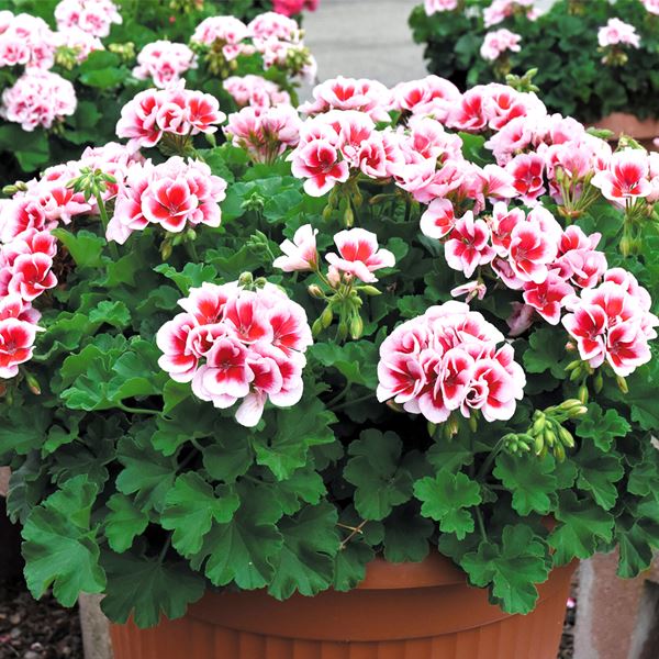 花苗 スーパーゼラニューム チャンピオン ロージー PVP 2株