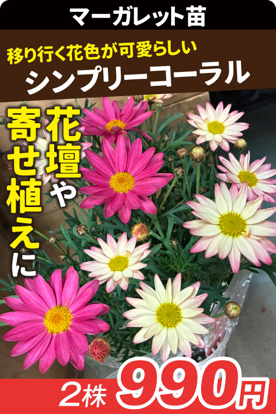 花苗 マーガレット シンプリーコーラル