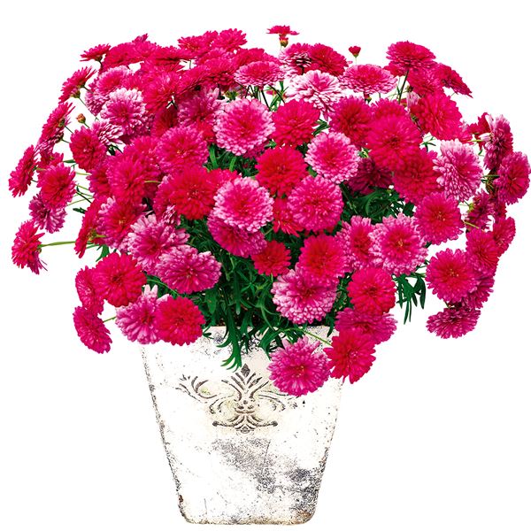 花苗 マーガレット フランボワーズスフレ 2株 品種登録出願予定