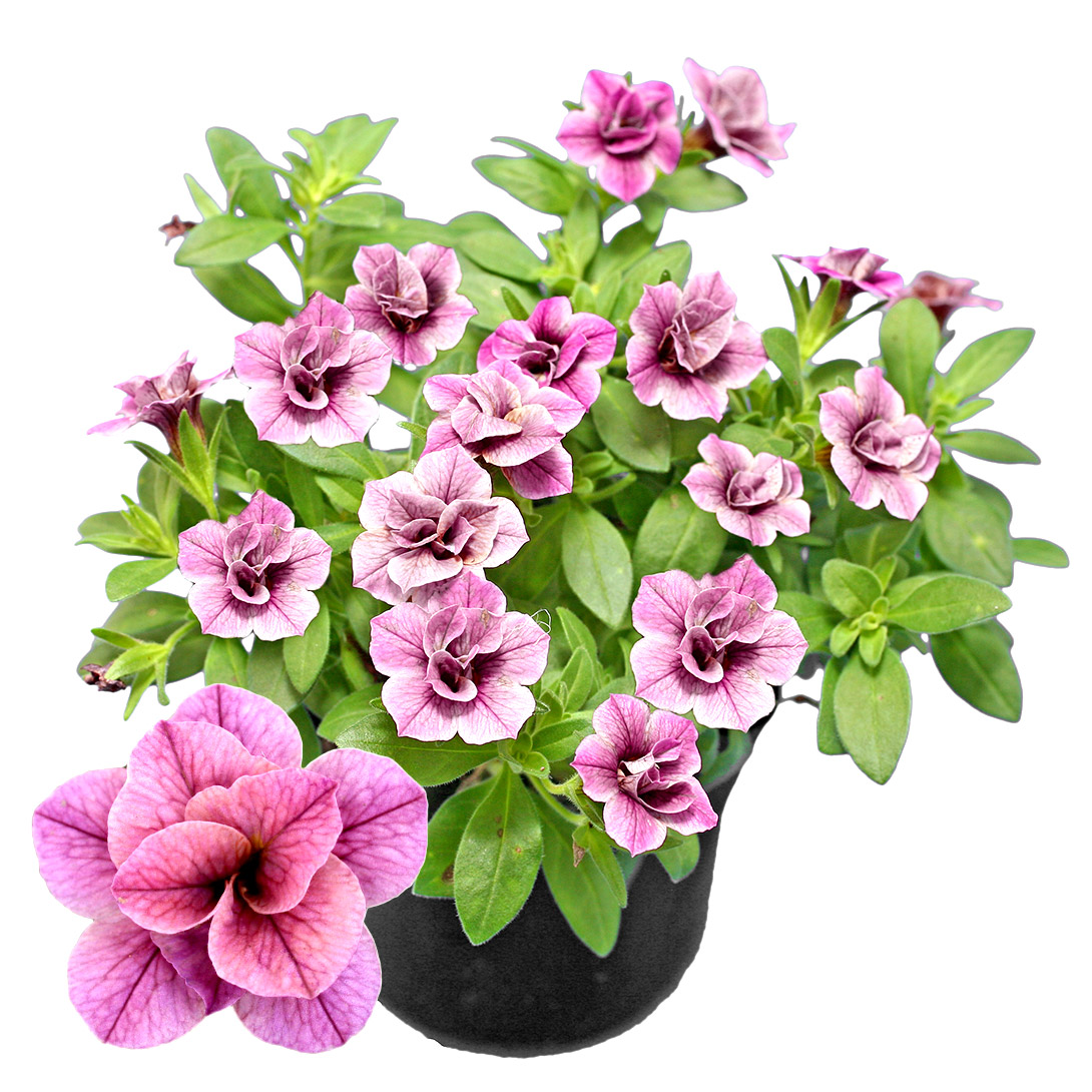 花苗 カリブラコア ティフォシーアンティーク ルージュ 2株