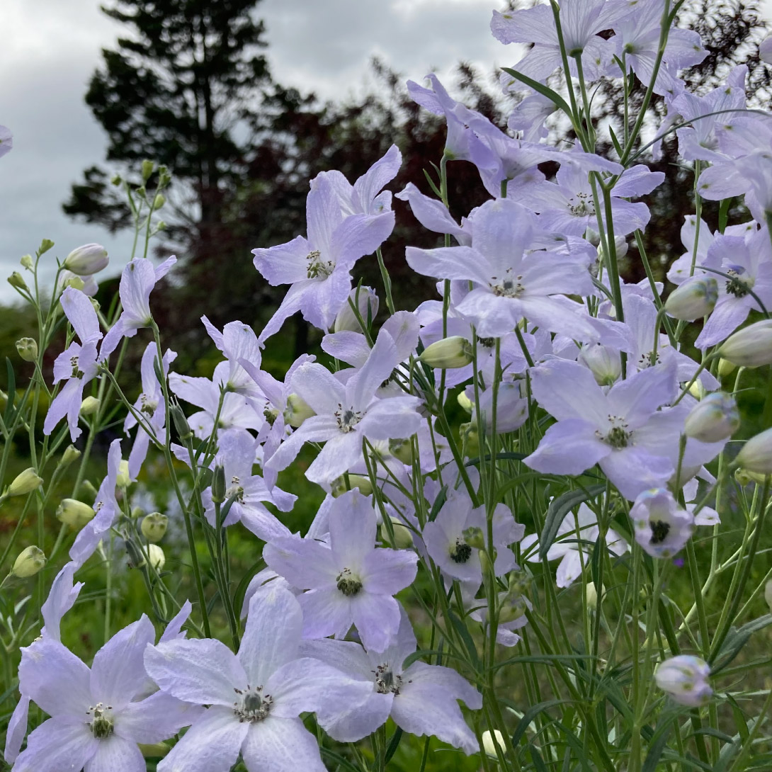 花苗 デルフィニウム チアラベンダー 2株