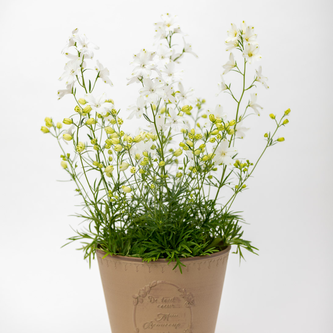 花苗 デルフィニウム チアホワイト 2株