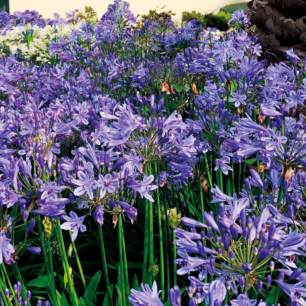 花苗 アガパンサス サマーラブ