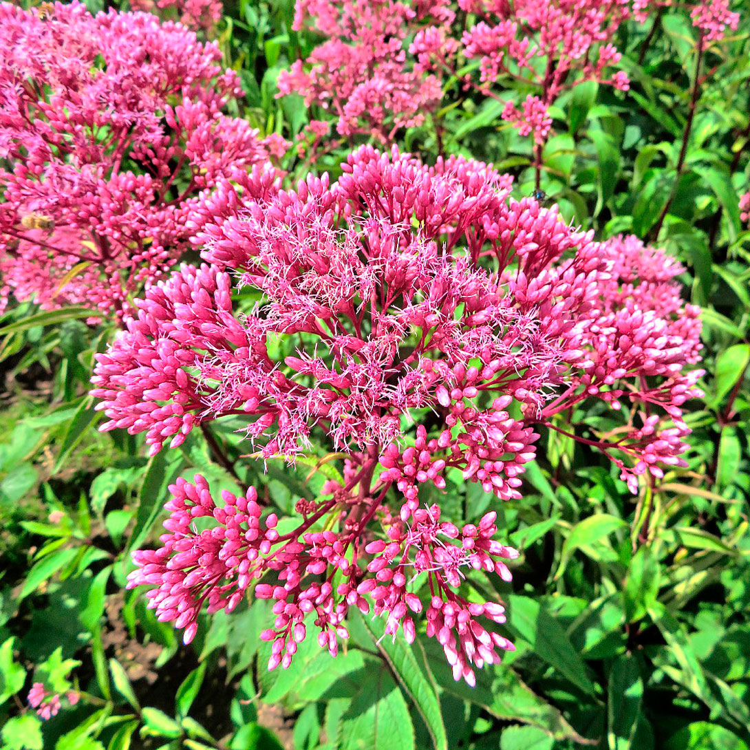 花苗 ヒヨドリバナ 洋種赤花系 1株