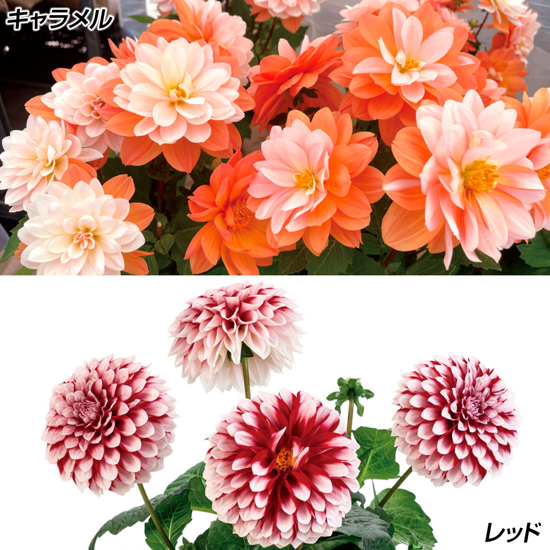 花苗 ダリア ラベラ グランデセット 2種4株
