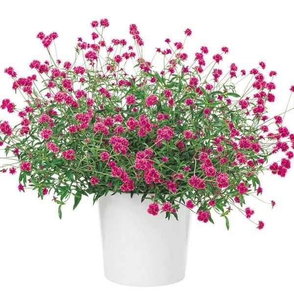 花苗 千日紅 ラブラブラブPVP 2株