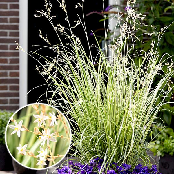 花苗 クロロフィツム スターライト 品種登録出願中 1株