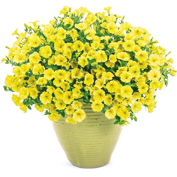 花苗 スーパーチュニア（R） ビスタミニ イエロー 品種登録出願中 2株