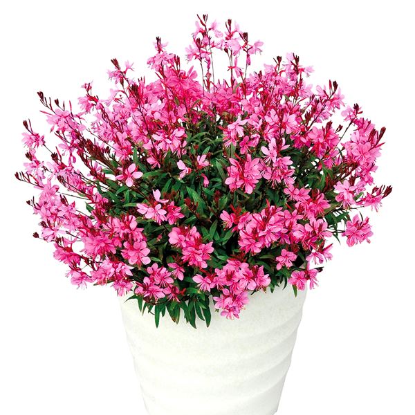 花苗 ガウラ リリポップピンク 2株