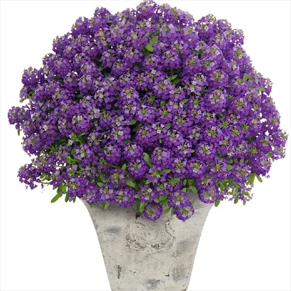 花苗 スーパーアリッサム パープルプリンセスPVP 2株