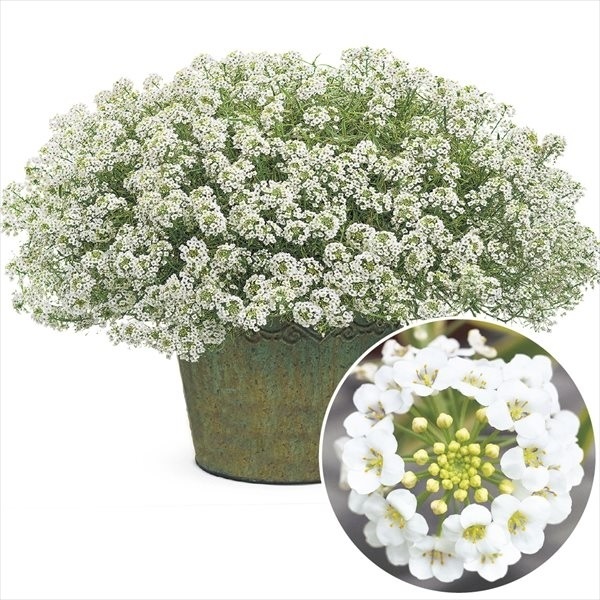 花苗 スーパーアリッサム フロスティーナイトPVP 2株