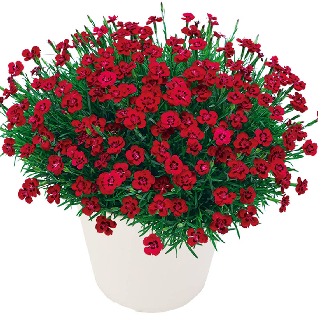 花苗 ダイアンサス フルーリアムール ルージュ 品種登録出願中 2株