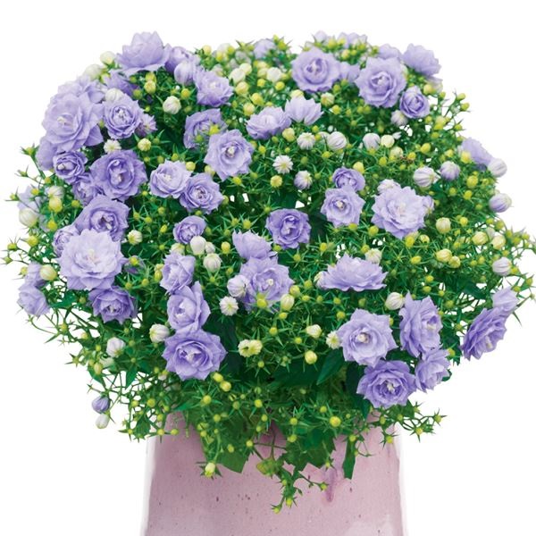 花苗 カンパニュラ ブルーライクミーPVP 2株