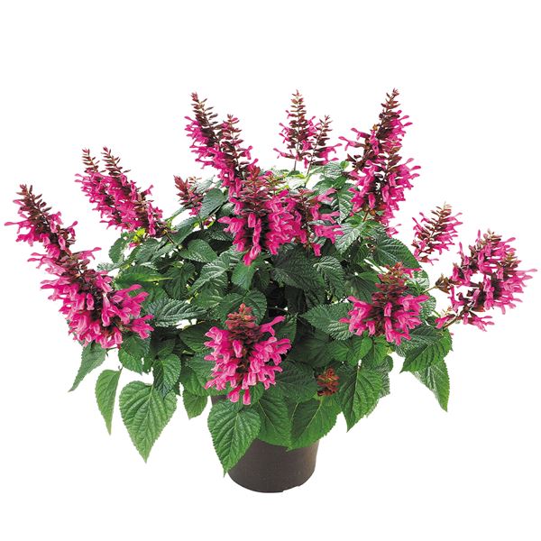 花苗 スーパーサルビア ロックンロールピンクスパイダーPVP 2株