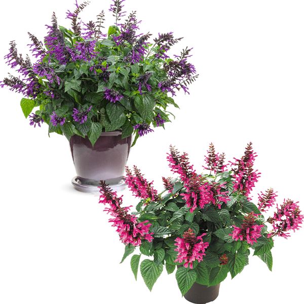 花苗 スーパーサルビア ロックンロールセット 2種4株