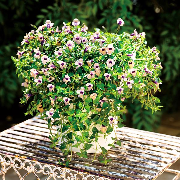 花苗 スーパートレニア カタリーナ ラムレーズン 品種登録出願予定 2株