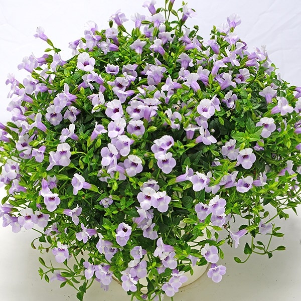 花苗 スーパートレニア カタリーナ アイスリバーPVP 2株