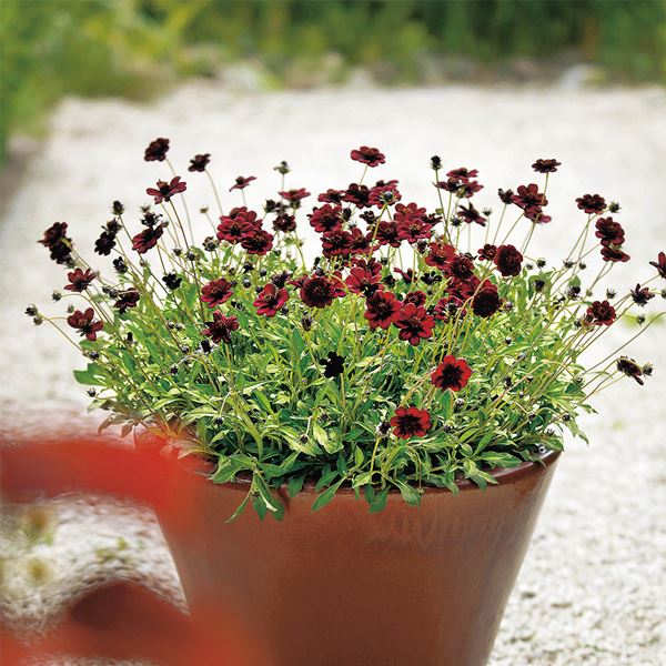 花苗 チョコレートコスモス チョカモカPVP 2株