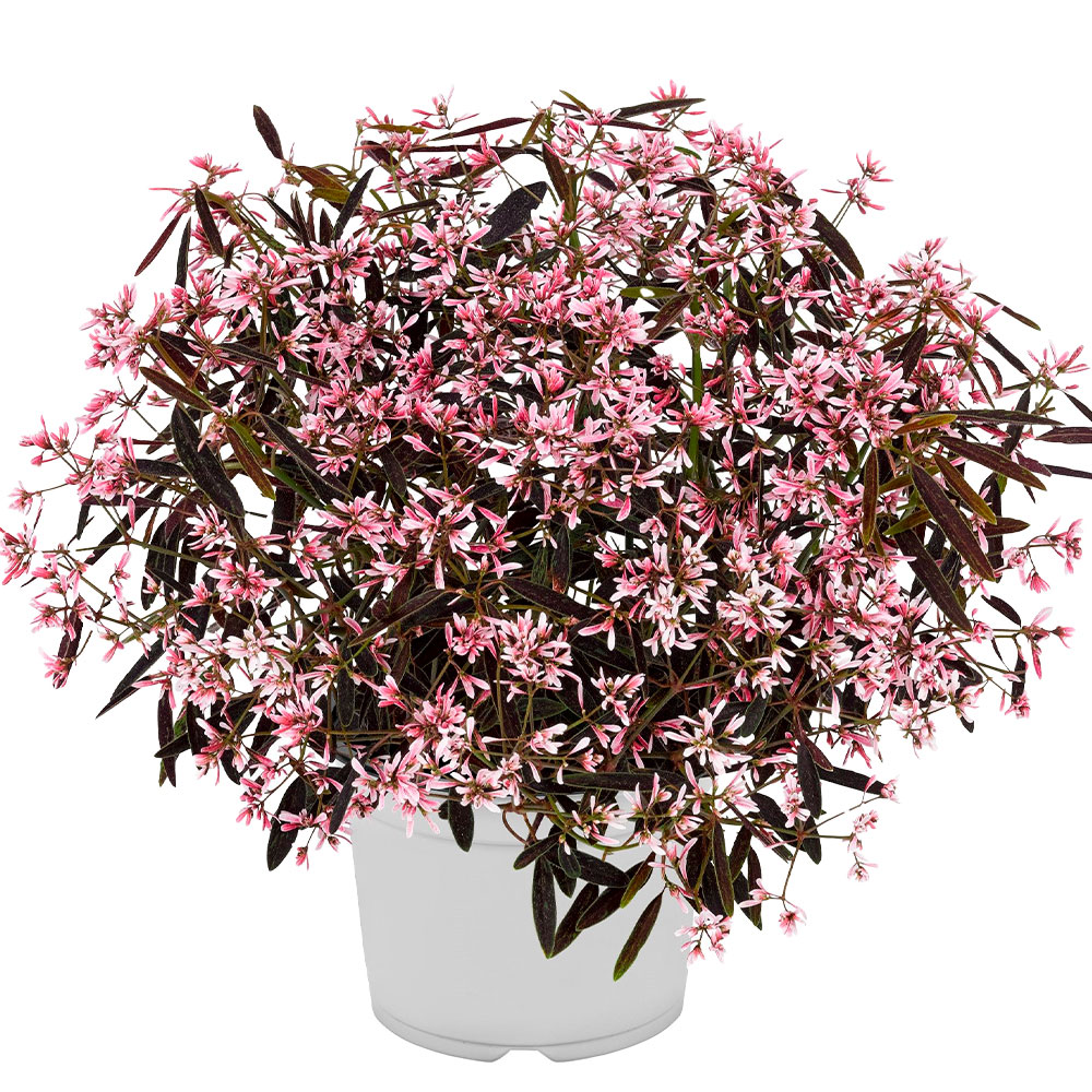 花苗 ユーフォルビア ピンクフロスト 2株