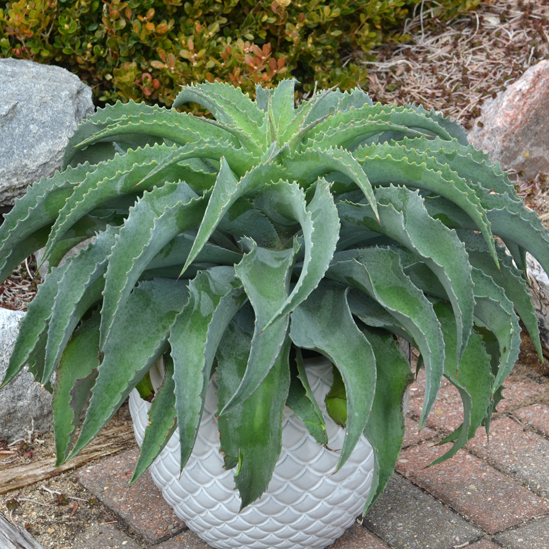 花苗 多肉植物 マンガベ フォーリングウォーター 1株