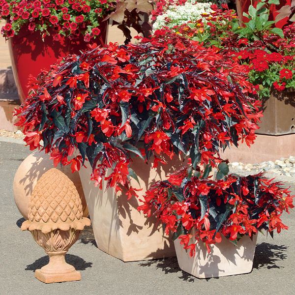 花苗 ベゴニア サマーウィング ダークエレガンスPVP 2株