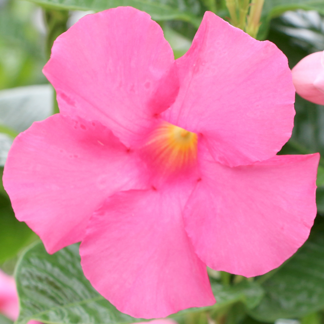 花苗 マンデビラ ローズジャイアント 2株