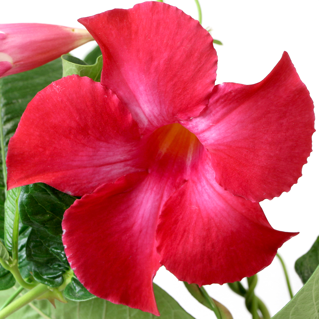 花苗 マンデビラ ルビースター 2株