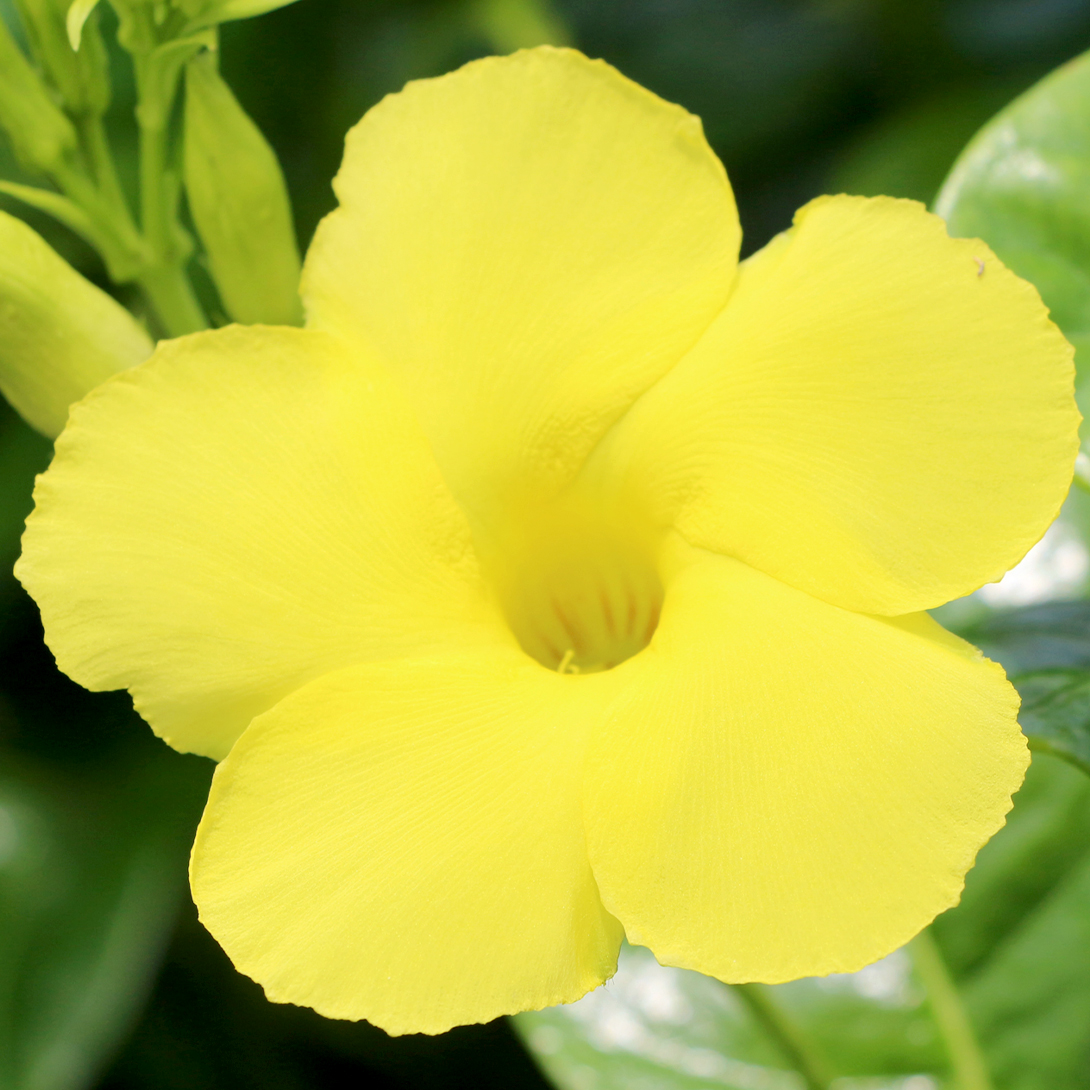 花苗 マンデビラ サマーブーケ 2株