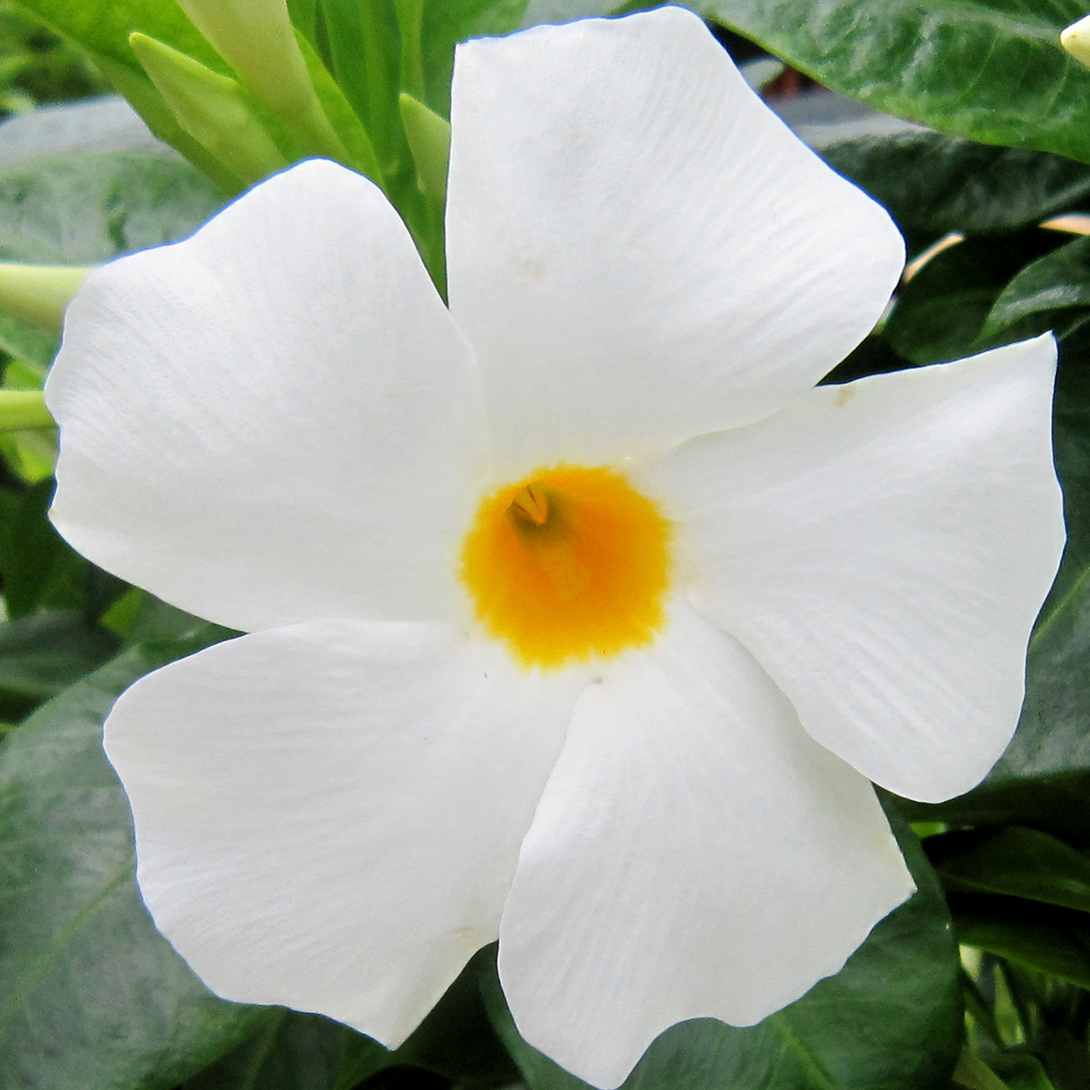 花苗 マンデビラ サマードレス 2株