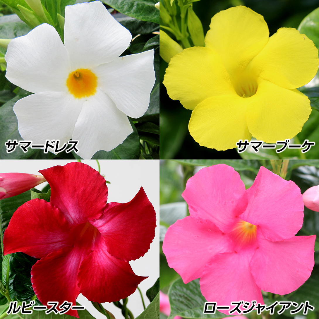 花苗 マンデビラセット 4種4株