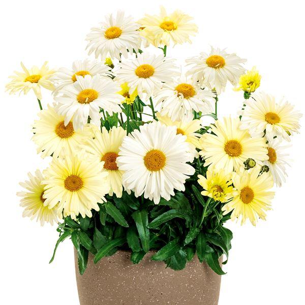 花苗 レウカンセマム バナナクリーム（品種登録出願中） 1株