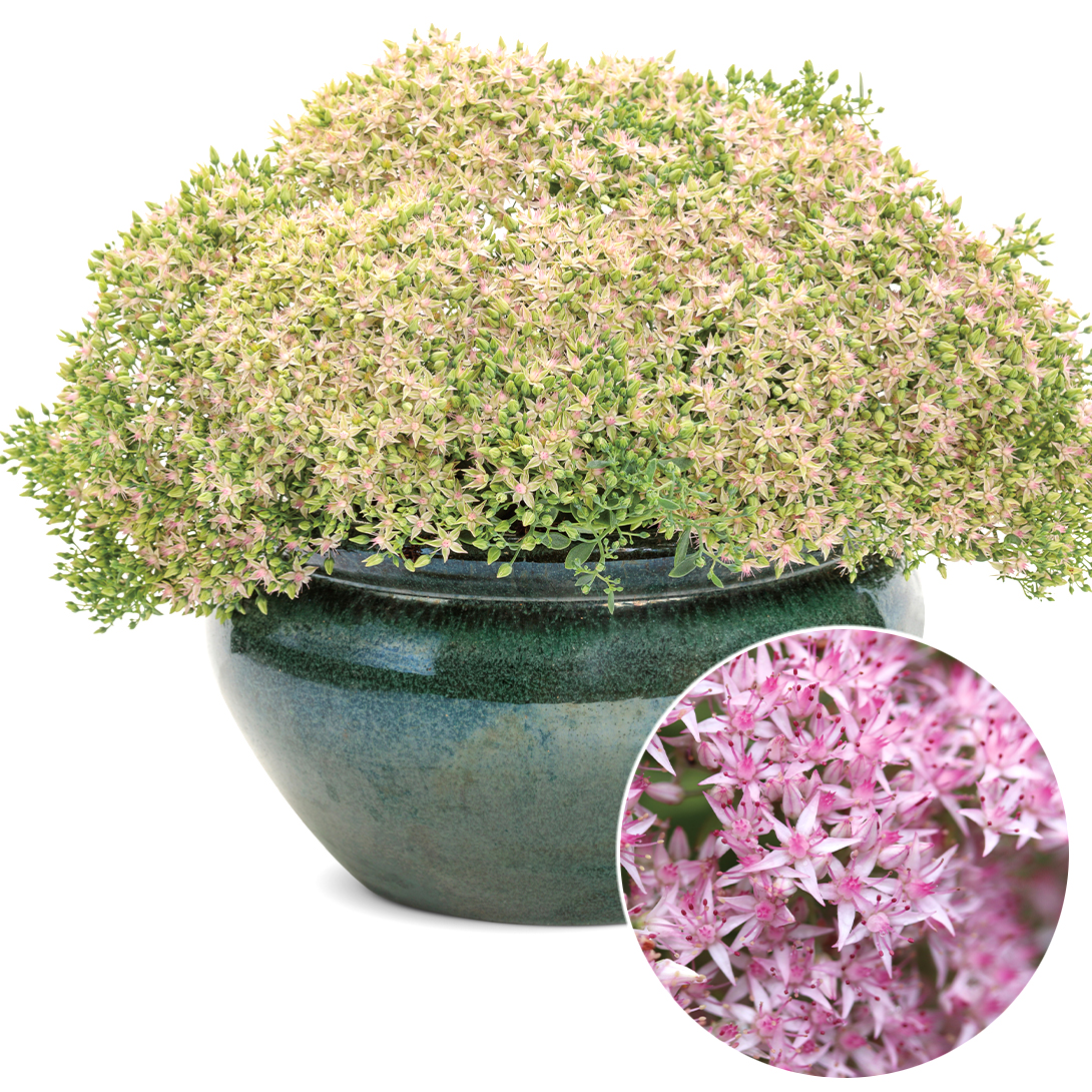 花苗 セダム モコランド サクラアフロ 1株